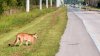 Más de una decena de panteras de Florida han muerto en lo que va de año