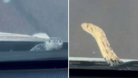 Tremendo susto: serpiente sorprende a un conductor con el auto en movimiento