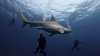 Advierten del peligro de tiburones en playas de la costa del Golfo de Florida tras ataques