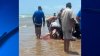 Amarga la fiesta: tiburón muerde a bañista y le causa herida grave
