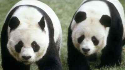 Pandas: símbolo de diplomacia entre EEUU y China