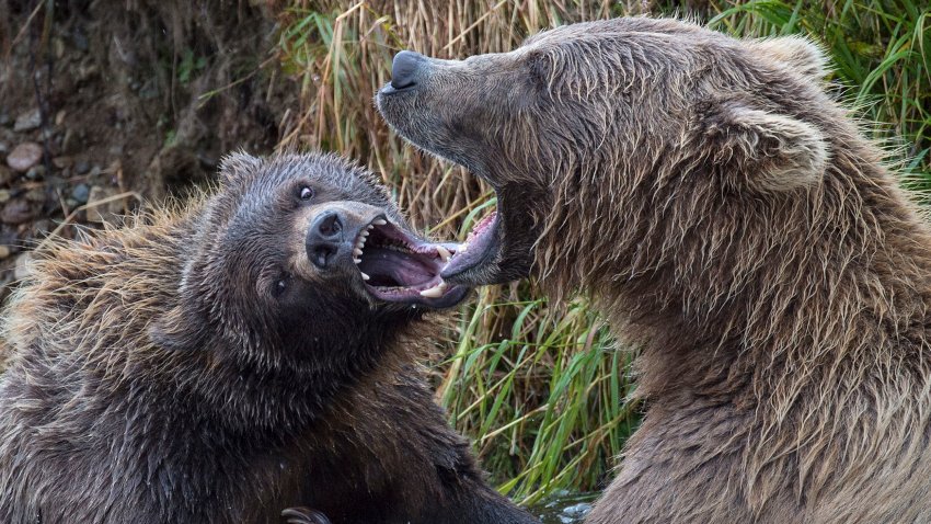 MORAINE RIVE, AK – AUGUST 20: Brown bears fishing for salmon on the Moraine River on August 20, 2017 in Katmai National Park, Alaska. (Photo by Ronald C. Modra/Getty Images)