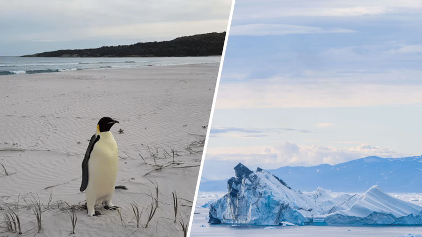 El pingüino emperador desnutrido fue descubierto en una playa de Denmark, Australia Occidental. Miles Brotherson / DBCA. (Segunda foto de Getty Images)