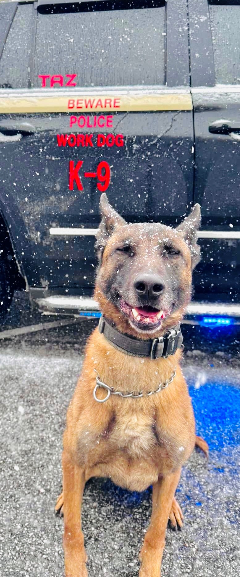 La Patrulla de Carreteras de Florida en el Panhandle compartió esta imagen con la leyenda: "K9 Taz con @FHPPanhandle ¡Disfruta de su primera nieve!"