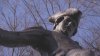 Se cumplen 250 años del inicio de la Revolución Americana: Boston le rinde homenaje a Paul Revere