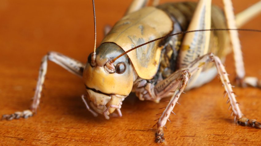 Mormon Cricket on Hardwood