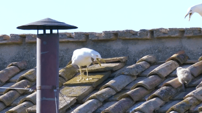 Una gaviota aparece en la chimenea de la Capilla Sixtina minutos antes del anuncio del nuevo Papa
