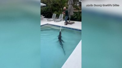 Hallan caimán en la piscina de una familia en Florida