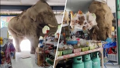 Elefante hambriento causa estragos en tienda buscando por una merienda