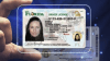 Florida estrena nueva licencia de conducir: te mostramos qué cambia
