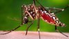 El brote de dengue en Florida es el más grande en décadas